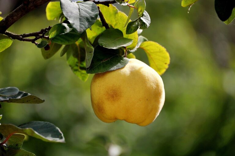 Quince on a tree